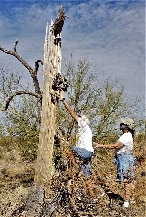 saguaro